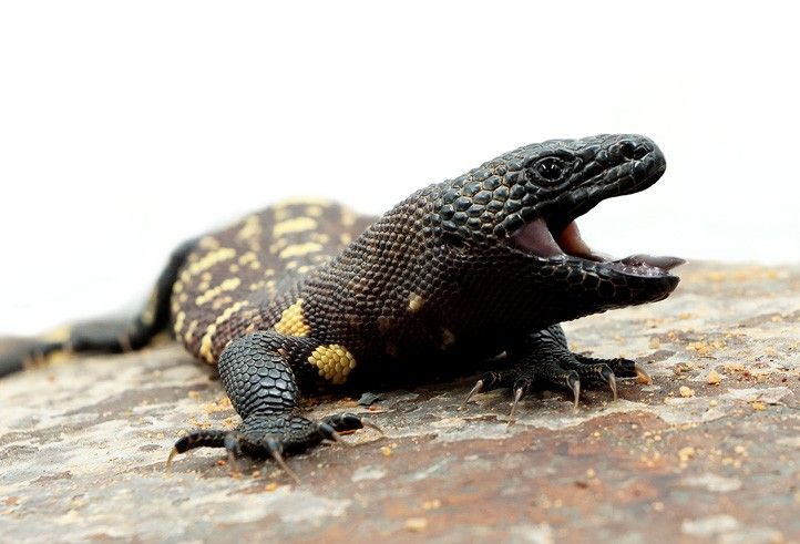 240305_Jester_ZOO_Heloderma-horridum-exasperatum