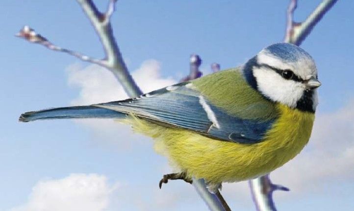 240418_Ptaci_ptak_web