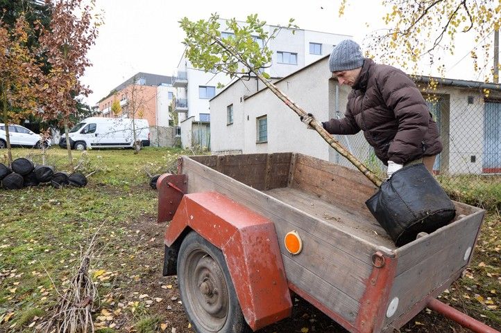 241118_Dreviny_stromy_6