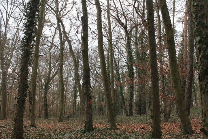 250224_Les_strom_park_3