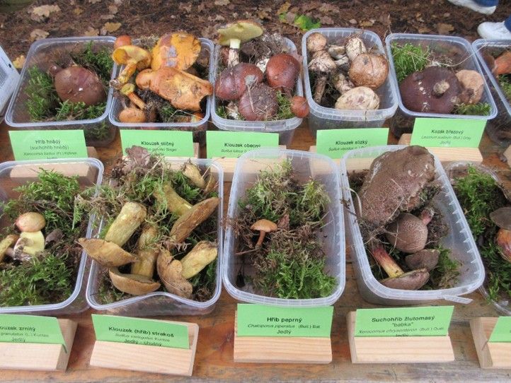 250623_Houby_Sofronka_1