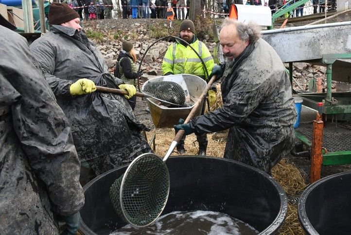 Zdroj fotografií: Správa veřejného statku města Plzně 251114_Rybnik_ryby