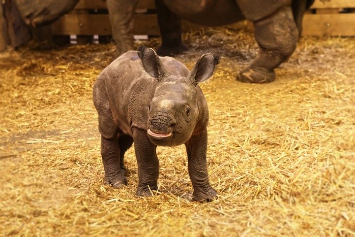 Plzeňské mládě nosorožce indického (fotografie: K. Misíková) 251126_Nosorozec_indicky_Zoo_2