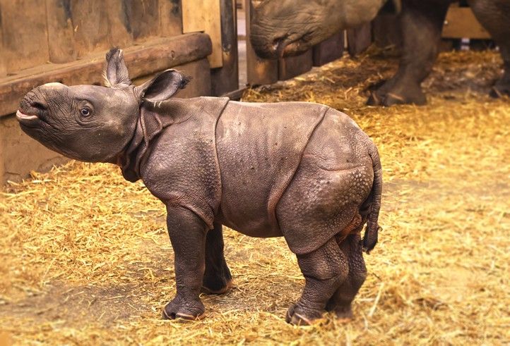 Plzeňské mládě nosorožce indického (fotografie: K. Misíková) 251126_Nosorozec_indicky_Zoo_3