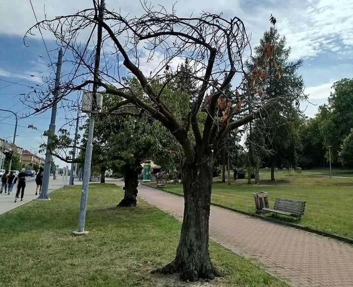 Foto: L. Zemanová 260121_Homolka_stromy_1