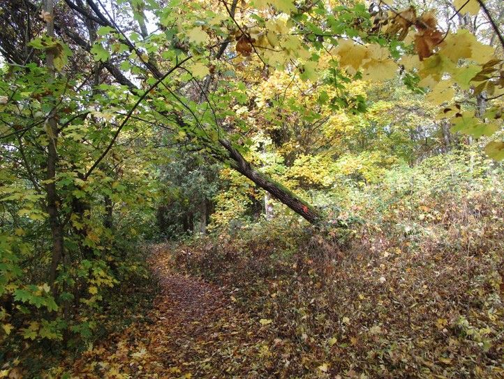 Fotografie: N. Myslíková 260121_Homolka_stromy_2