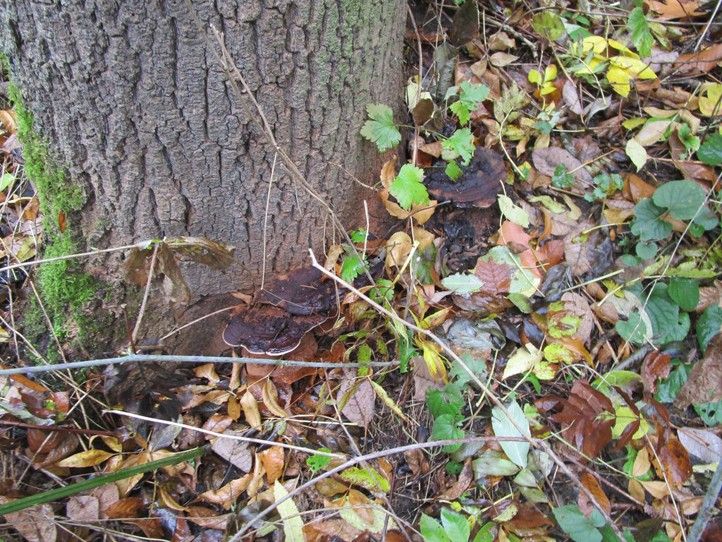 Fotografie: N. Myslíková 260121_Homolka_stromy_3