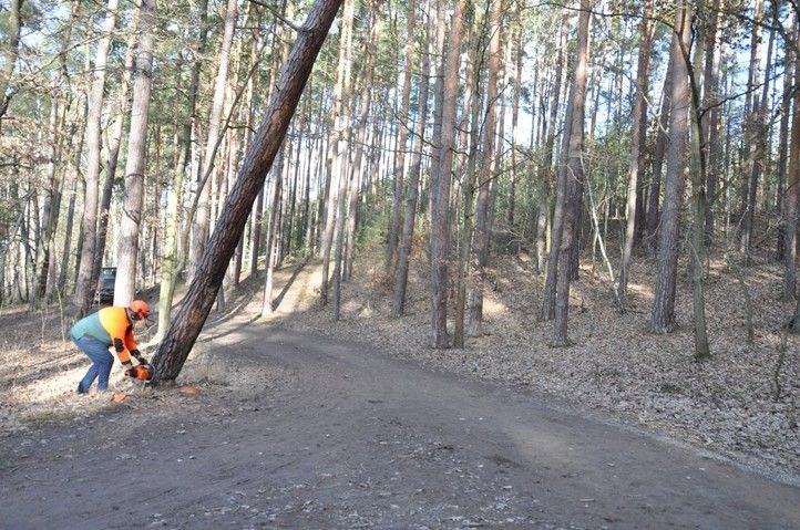 Zdroj fotografií: Správa veřejného statku města Plzně 260302_Kaceni_stromy_Bolevak_1
