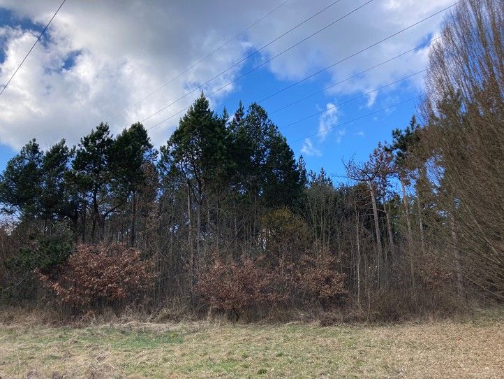 260313_Stromy_Sofronka_prorez