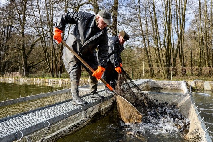 260326_Ryby_sadky_prodej_1