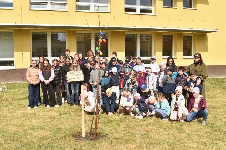 260330_Sezeni_stromu_4