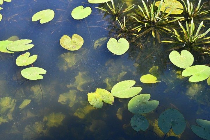 Malý bolevecký rybník (fotografie: R. Žáková) 260602_Maly_bolevecky_rybnik_Odbahneni_2