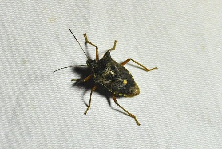 Noční sledování motýlů. Fotografie: R. Žáková 260828_Nocni_Sledovani_Motylu_2